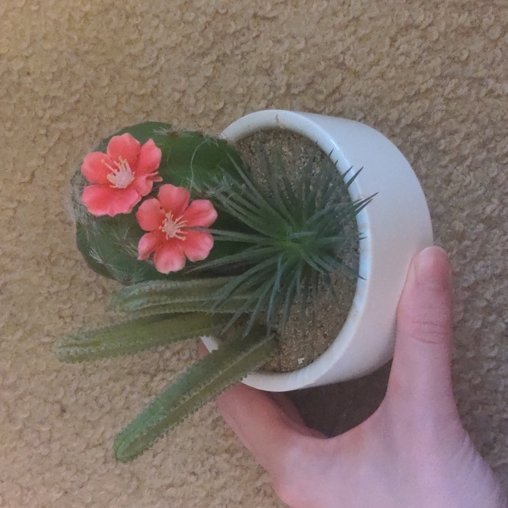 Ashland Fake Succulent Pot